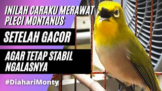 perawatan burung pleci montanus agar stabil ngalasnya
