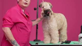 Dog Grooming Symmetry Tip w/ Irina Pinkusevich