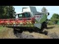 Lettland: Dreschen am Limit - Lexion 560 mit 1050er Reifen *uncut*