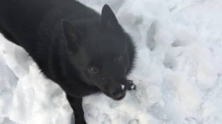 Snow day for Schipperke