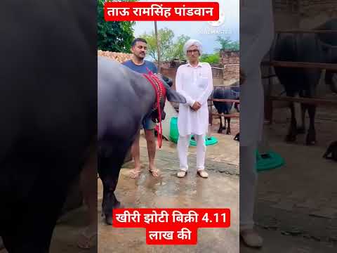 tau ramsingh pandwan 🐃sale out 4.11 lakh ki