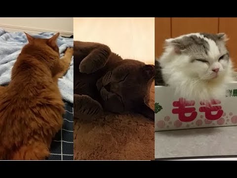 飼い主の部屋に集まる猫達 - YouTube