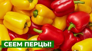 Можно ли сеять перцы семенами из магазинных плодов?