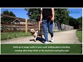 Non pull training your dog with the company of animals non pull harness