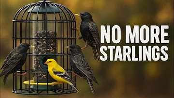 How to Keep Starlings and Blackbirds Off Your Bird Feeders