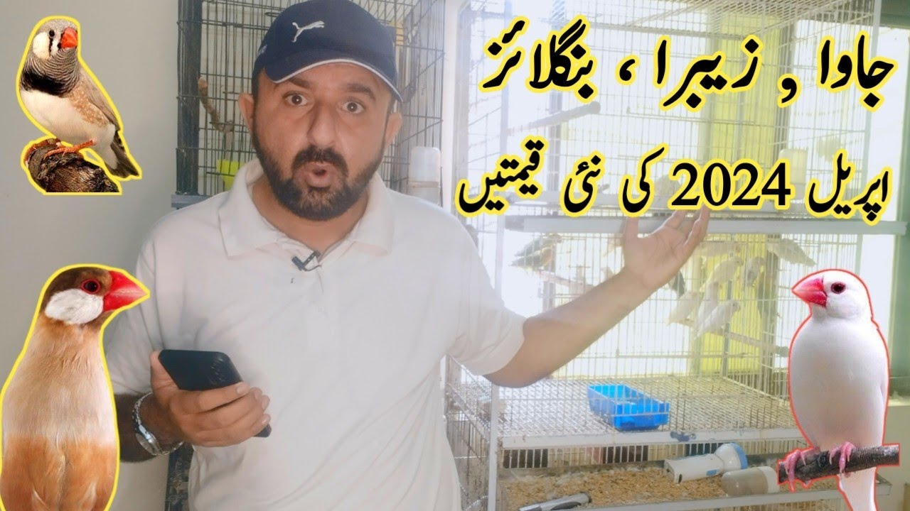 All Finches Latest Price Update 2024 | Java Finch Latest Price | Zebra ...