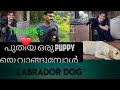 Labrador puppy || Caring tips for Labrador puppies #Labrador retriever#ലാബ്രഡോർ വളർത്തുമ്പോൾ