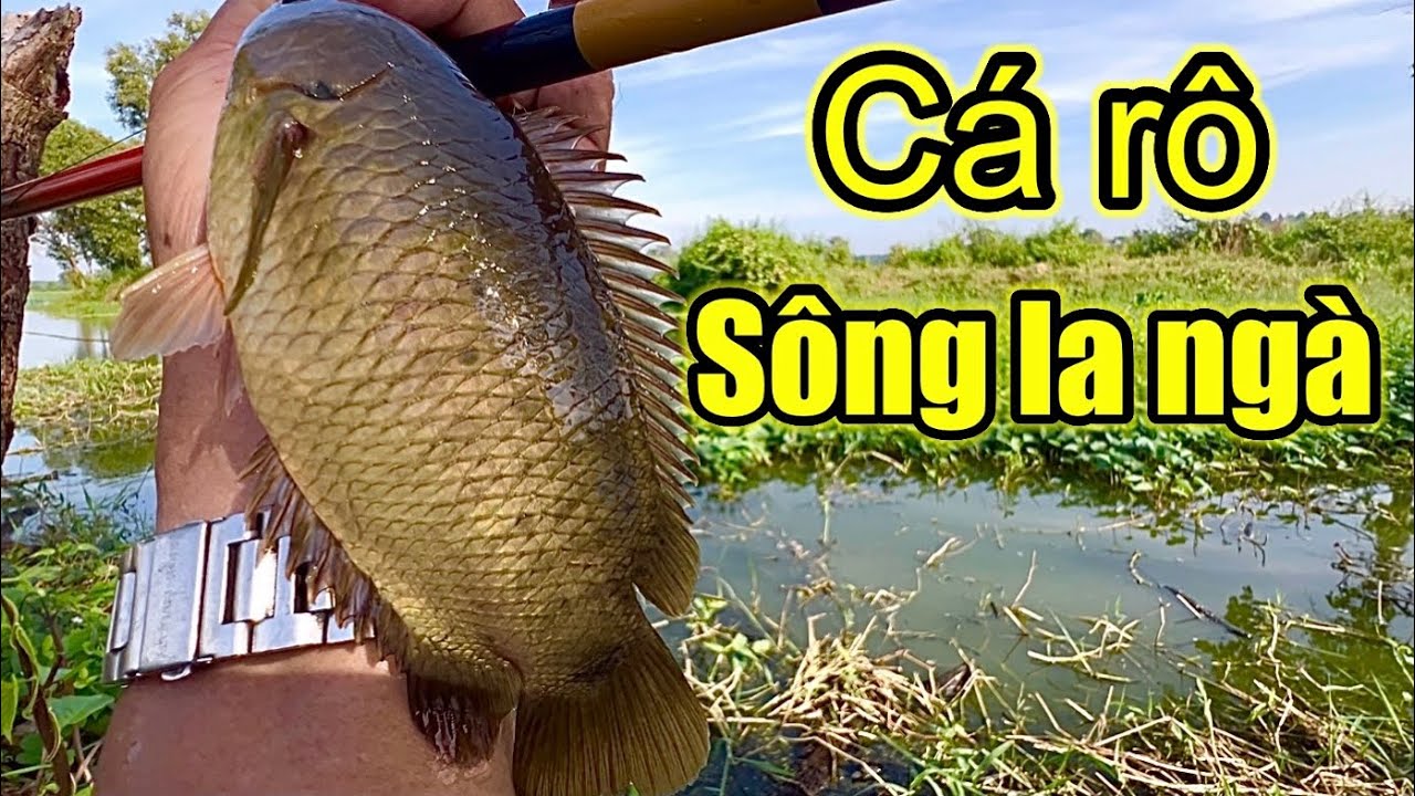 Không Ngờ SÔNG LÀ NGÀ Câu Cá Rô Nhiều Và KHỦNG Đến Vậy /Good bait Climbing Perch Fishing