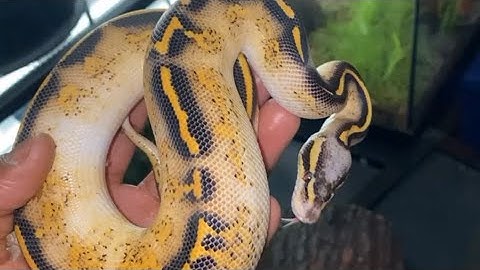 Ball Python Unboxing!!! | BlackHead Pastel Freeway