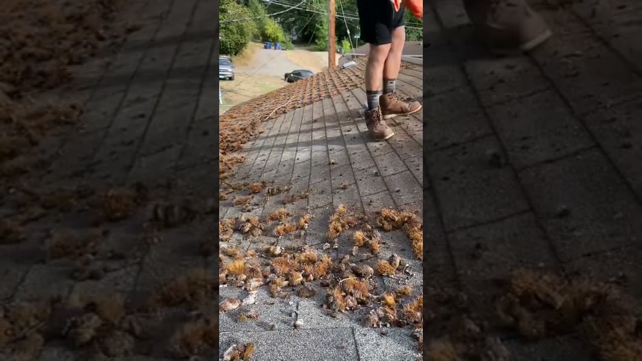 Quickly Clean Any Roof Like A Pro  