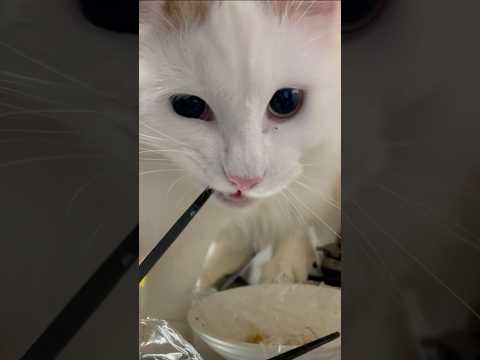 箸を噛み締める大白猫 #shorts #cat          #猫 #ラガマフィン