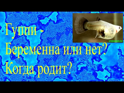 Гуппи Беременна или нет? Когда родит?