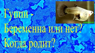 Гуппи - Беременна или нет? Когда родит? Гуппи - Беременна или нет? Когда родит?