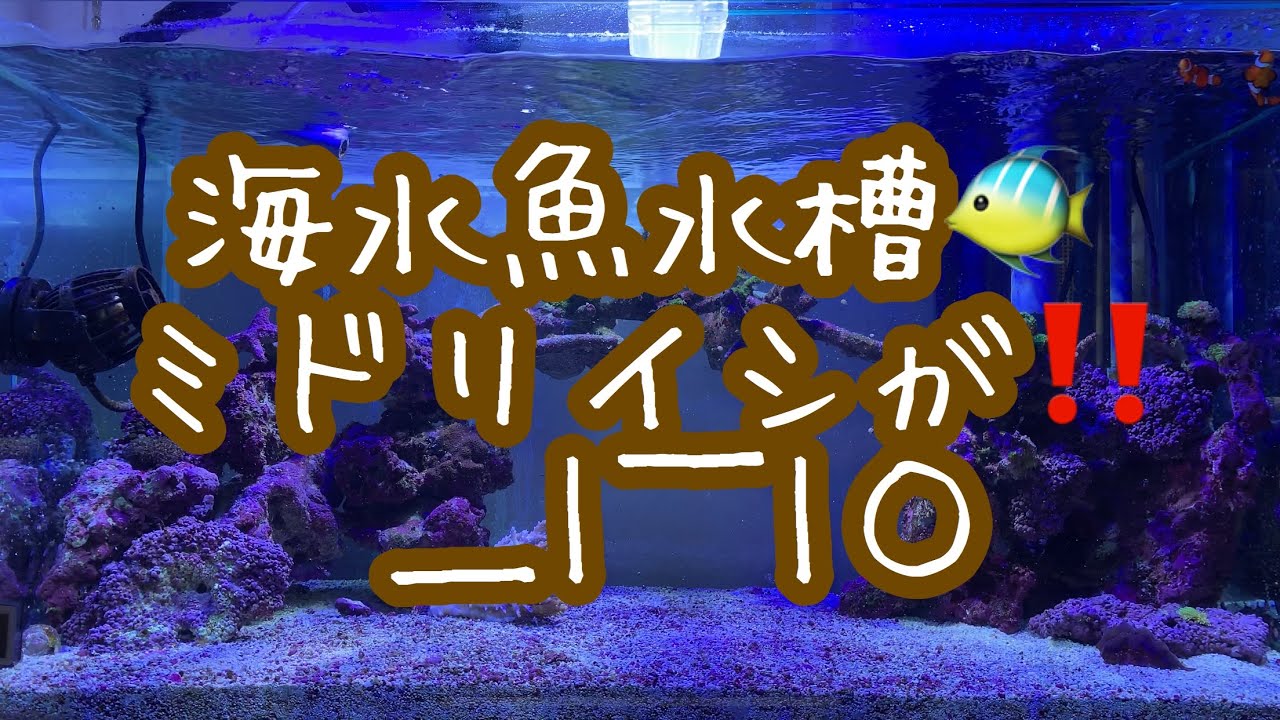 海水魚水槽🐠ミドリイシが‼️＿|￣|○