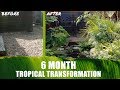 Tiny Tropical Garden in 6 months!