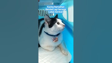 Kucing Adhan Lagi Berobat Semoga Lekas Sembuh. Bantu Subscribe #shorts #kucing #kucinglucu
