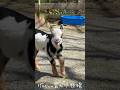 迷子になった時の赤ちゃんヤギの可愛い鳴き声　#goat
