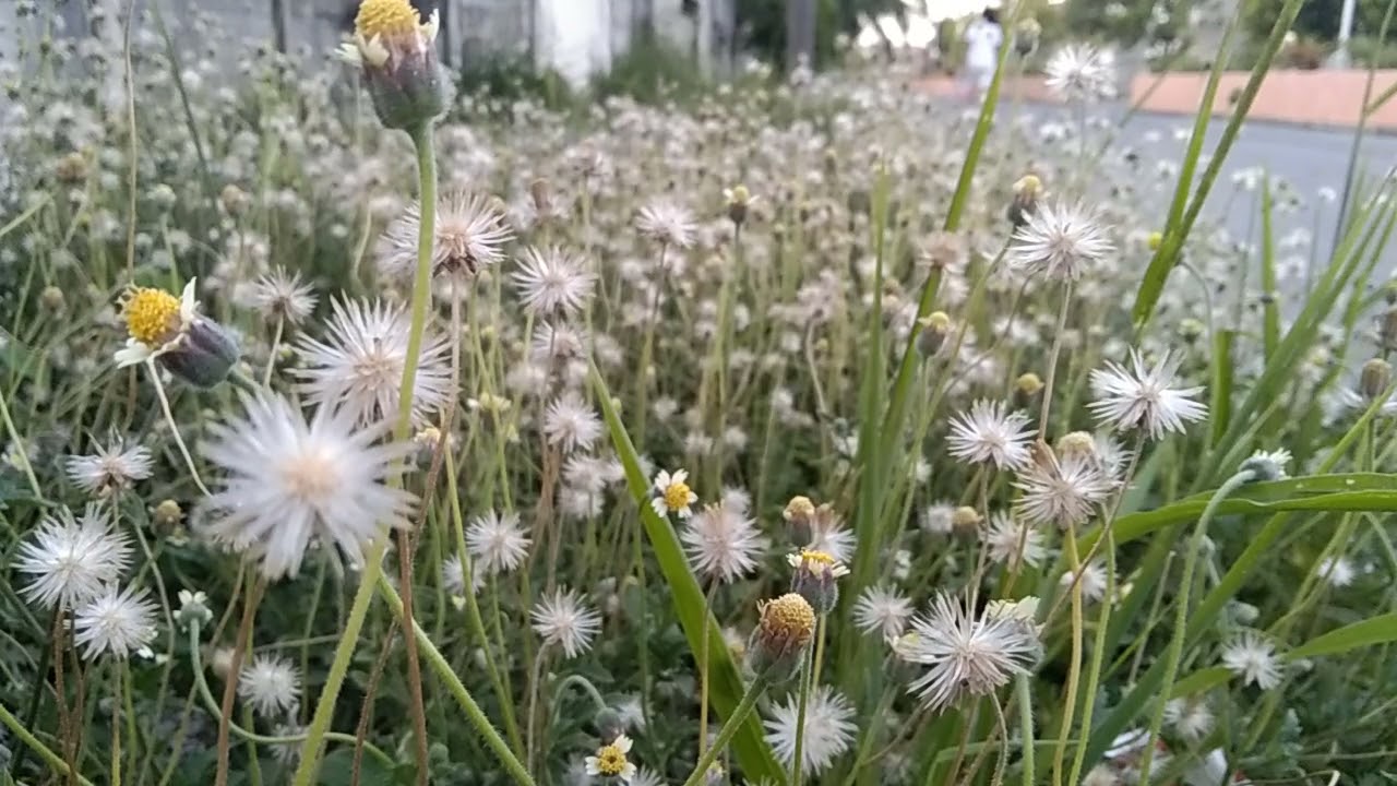 Native "Dandelions" from Philippines. YouTube