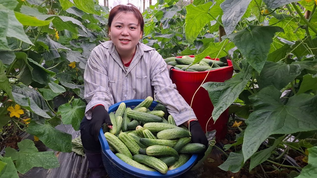 One month of growing cucumbers – Harvesting and packing in real life.