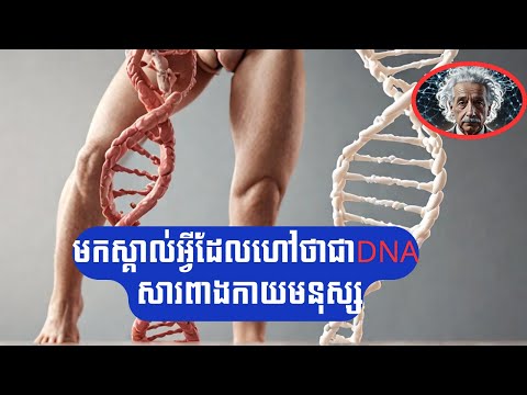 តើអ្វីជាឌីអិនអេក្នុងសារពាង្គកាយមនុស្ស?/ What is DNA of Human body?/ Al Einstein