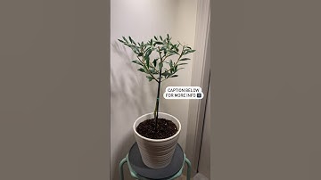 Growing Olive Tree indoors 🫒 #gardeningtips
