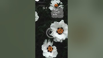ايات من سورة الاسراء 95 - 96