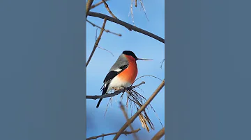 Bullfinch / Снегирь, голос