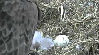Decorah Eagles - lovely closeup feeding - MUST SEE the little eaglets - April 03, 2011