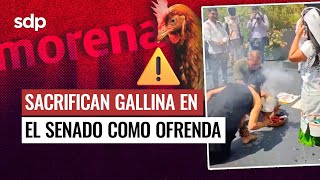 SACRIFICAN GALLINA en el SENADO 😱 como OFRENDA por el DÍA DE LA LLUVIA; MORENISTA se justifica 🫠🫣