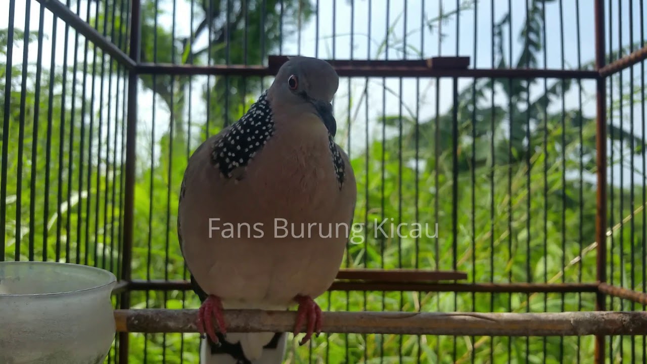 Suara PIKAT burung Terkukur/Derkukur buat pancingan terkukur yang malas
