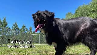 Pet Connection Teddy 6-29-21