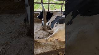 Cow Milking, Milk Feeding  #Cow #Farming