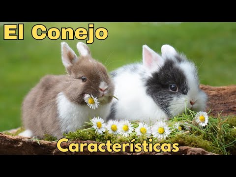 Video: Como Suceden Los Conejos