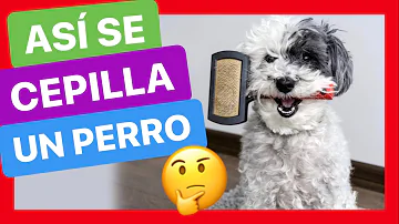 ¿Cuándo debo dejar de cepillar a mi perro?