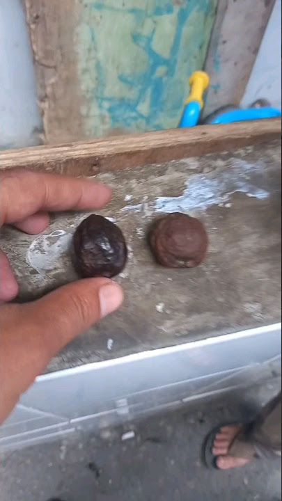 uji kekuatan muncang/ kemiri adu