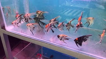 Cá thần tiên 35k 1 con