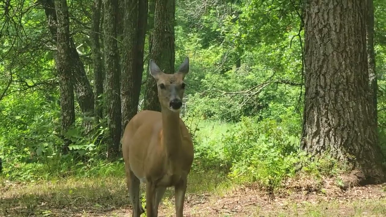 "Hump Day Chore" Clearing Brush (Part 1 of 2)
