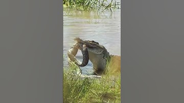 Python’s Desperate Escape from Crocodile Caught on Camera