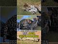 Perbedaan Macan Tutul, Jaguar, Cheetah, dan Panther dalam 1 Menit #faktahewan #faktaunik #shorts