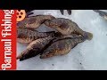 Ловля ротана зимой.Три поклевки две блесны минус (Barnaul Fishing)