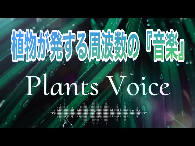 Plants Voice : Part 3】9分で整う「風・水・火・愛」植物の声：天空
