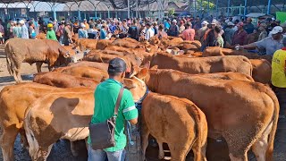 CALON INDUKAN SUPER‼️UPDATE HARGA PEDET BETINA || PASAR SAPI GUYANGAN NGANJUK ||