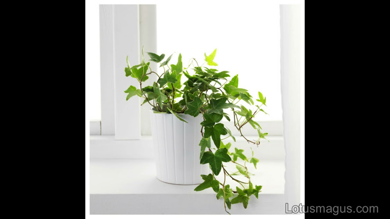 English Ivy Watering Schedule (When And How Often) YouTube