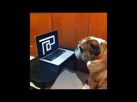 Scary Maze Game - Dog Version