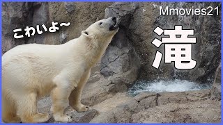 滝に怯え鳴き叫ぶホッキョクグマ「ゆめ」川が渡れなくなりました〜旭山動物園ホッキョクグマ親子の成長記録