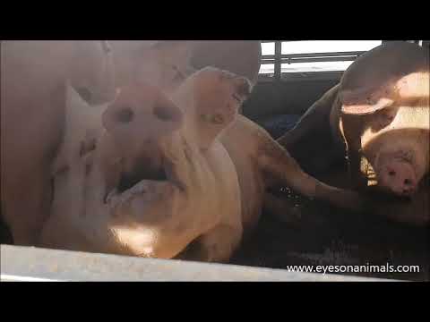 Hittestress in wachtende truck voor varkensslachterij Vion in Boxtel (live verslag)