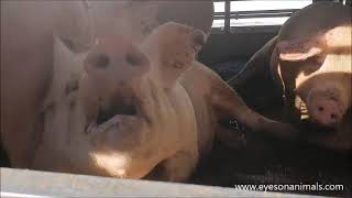 Hittestress In Wachtende Truck Voor Varkensslachterij Vion In Boxtel Live Verslag