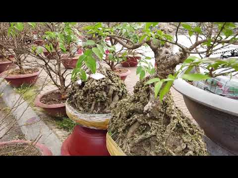 Video Cây mai nguyên thủy 120 triệu | Chợ mai Tết Cần Thơ... - youtube