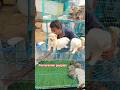 pet Market kolkata 😍/lowest price puppy dog/Gallif Street dogs #shorts #viral #dog #dogs#doglover
