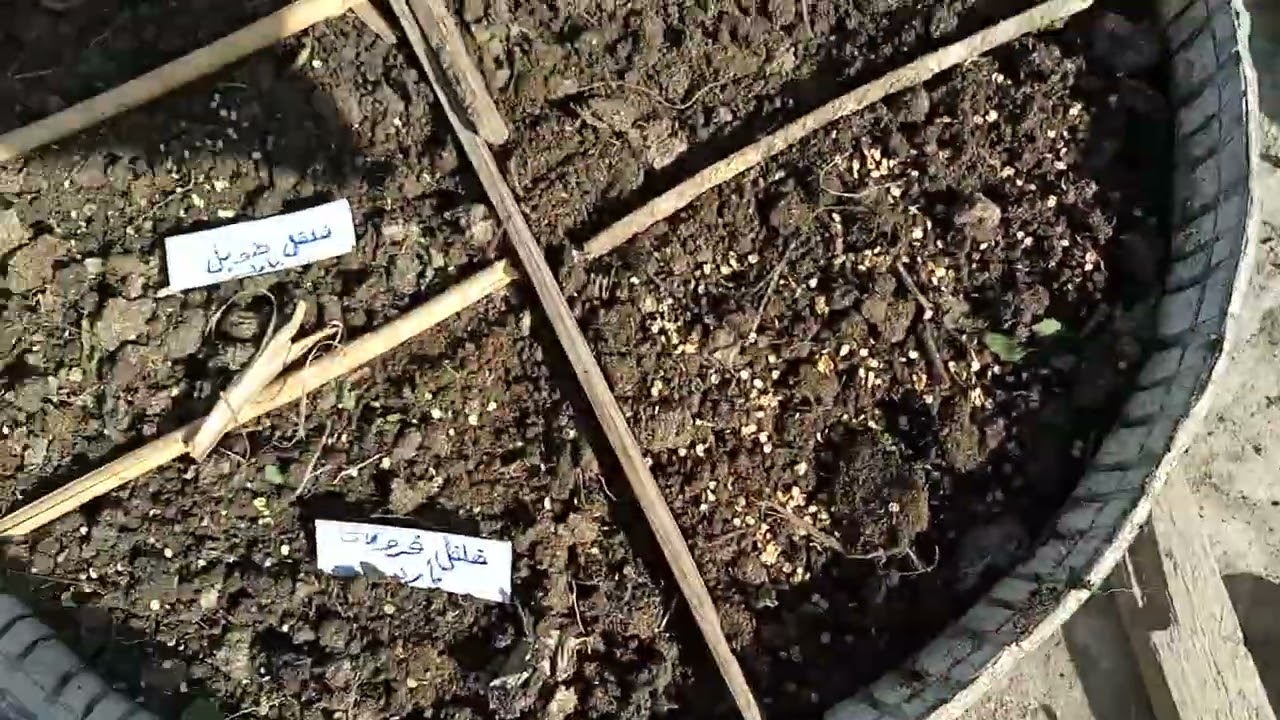 تجهيز تربه حوض لزراعه أكثر من صنف من الشتلات الصيفيه